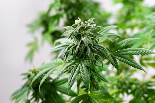 Does Weed Help You Sleep