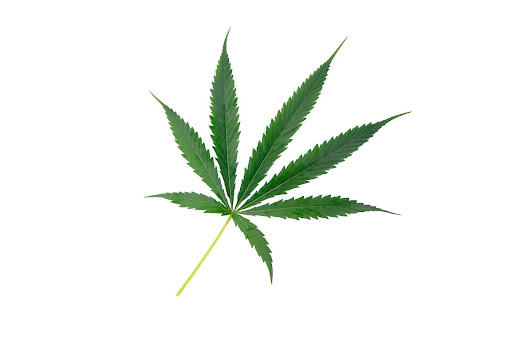 The Rarest Weed Strains on Earth
