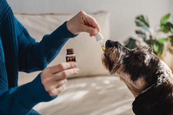 Guide to cannabis for pets