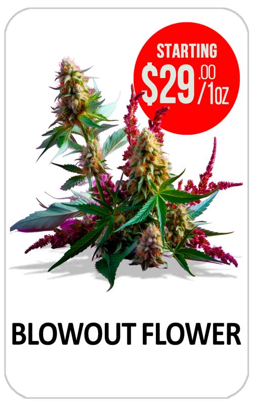 BLOWOUT FLOWER