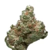 Space Needle sativa