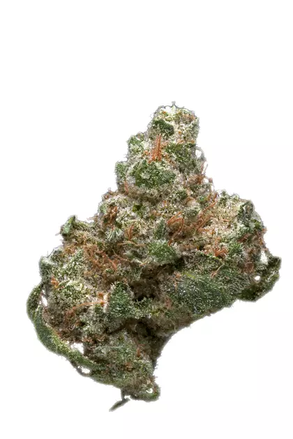 Space Needle sativa