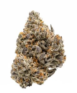 Biscotti Hybrid