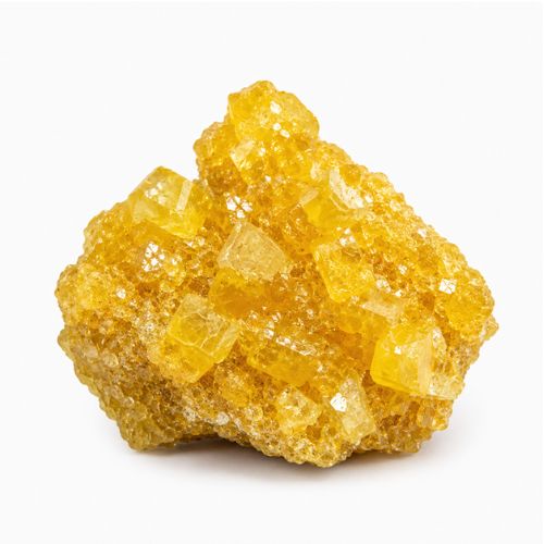 Pure Yellow Molly